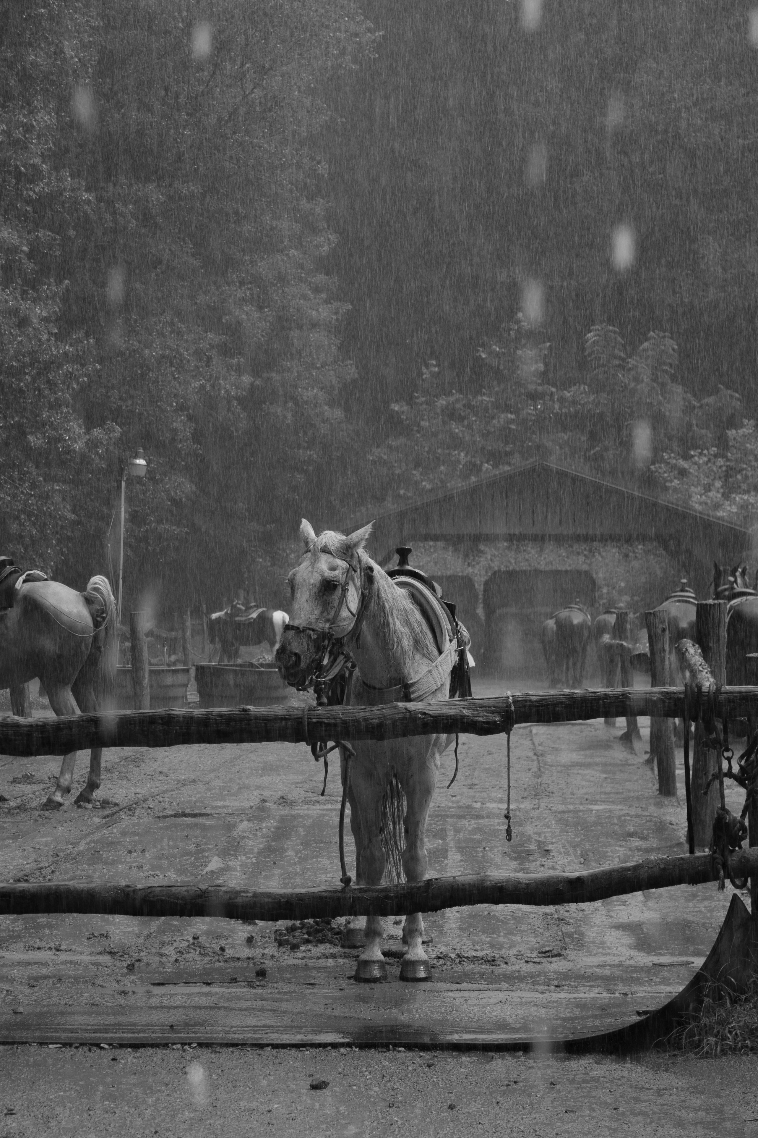 Saddled horses stand in the rain near a barn, looking somber